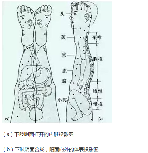 人体全息反射区图集锦：窥一斑而知全豹