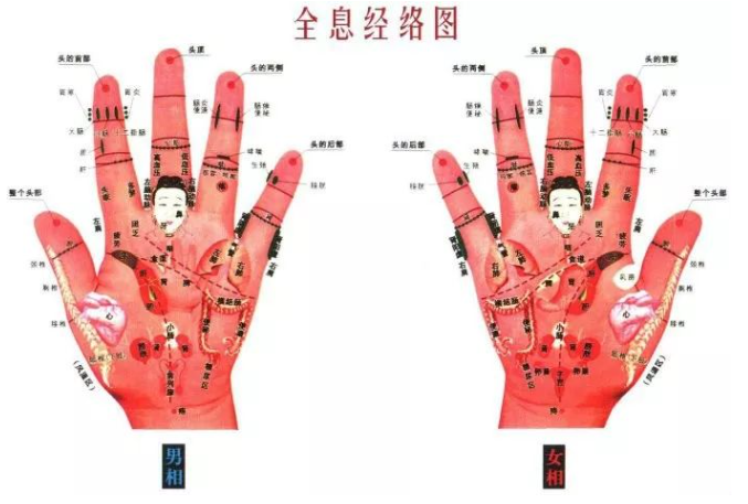 人体全息反射区图集锦：窥一斑而知全豹