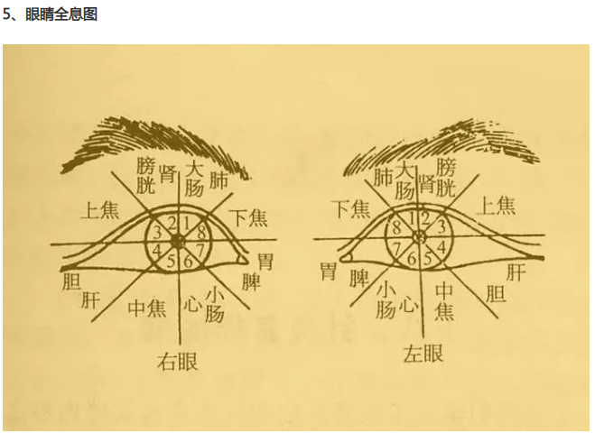 人体全息反射区图集锦：窥一斑而知全豹