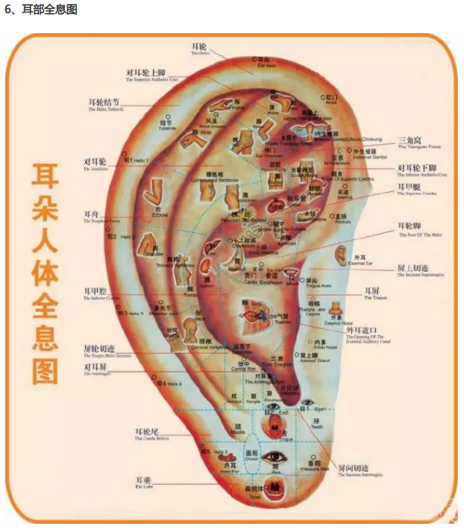 人体全息反射区图集锦：窥一斑而知全豹