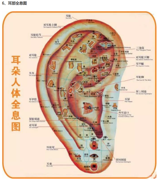 人体全息反射区图集锦：窥一斑而知全豹2