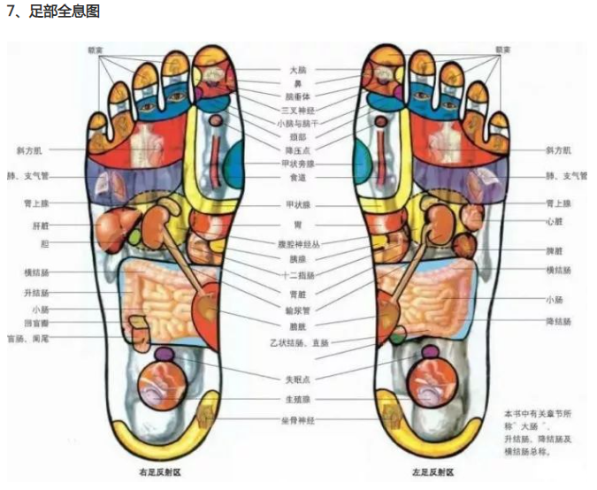 人体全息反射区图集锦：窥一斑而知全豹2