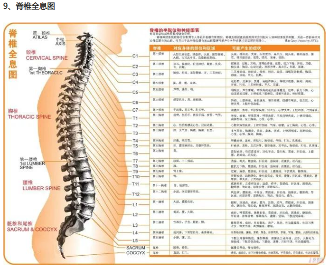 人体全息反射区图集锦：窥一斑而知全豹2