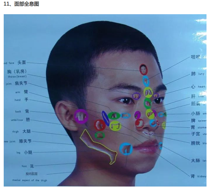 人体全息反射区图集锦：窥一斑而知全豹2