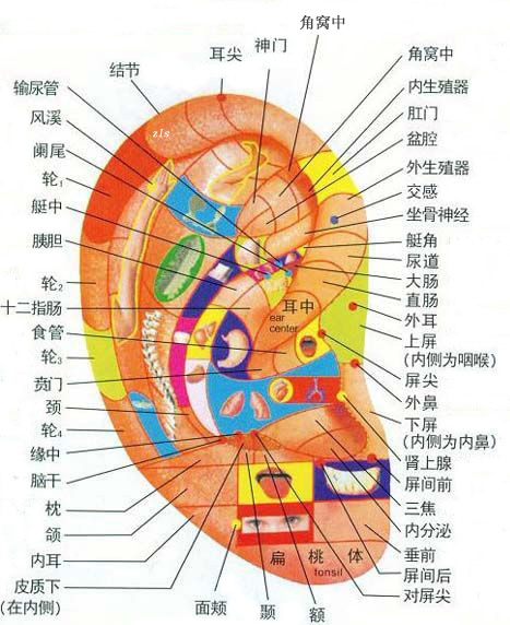 耳部全息图