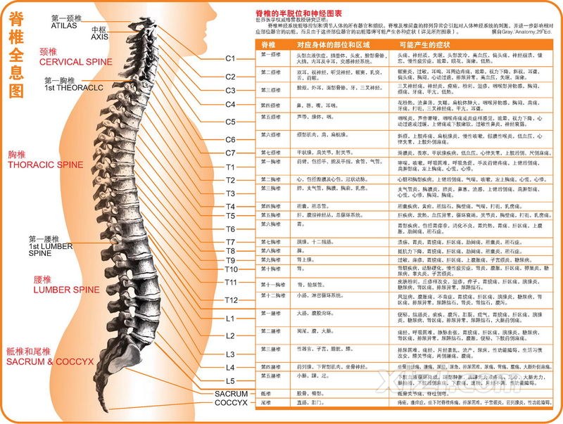 脊椎的全息图片