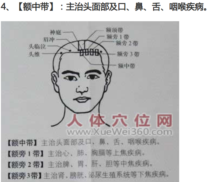 头部全息穴区（反射区）示意图2