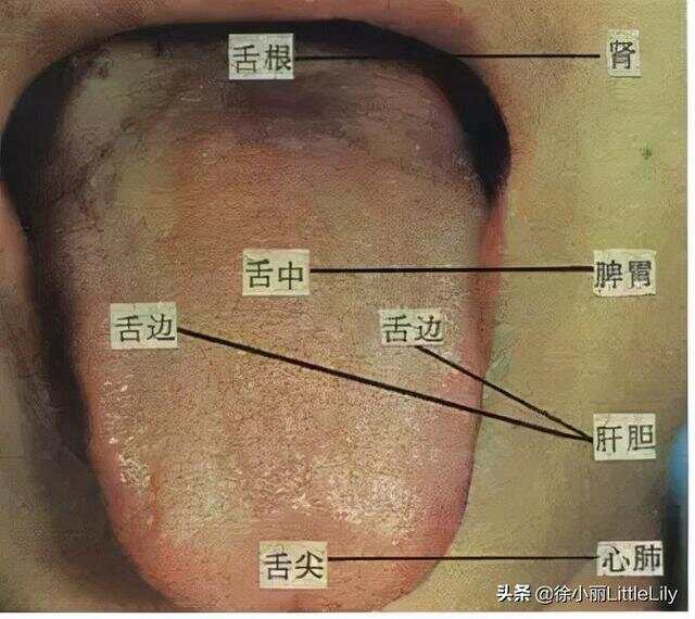 中医大师六十年舌诊经验总结